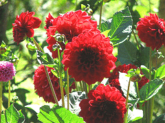 Dahlia-garden.gif