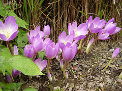 Autumn-Crocus.gif