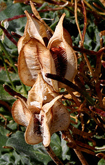 Tulip-seed-pods-by-Marilylle-Soveran.gif