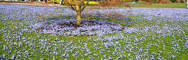 Glory-of-Snow-naturalized-by--Hoodrat-.gif