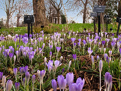 Naturalized-crocus-by-Anguskirs.gif