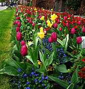 bulb-border-by-Tina.gif
