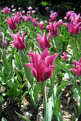 Lily-flowered-tulip-Maytime-by-Wally-Gobetz.gif