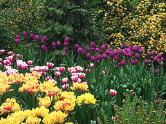 Mixed-tulip-garden-by-Art-Inspirations.gif