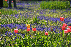 Tulips-and-Muscari-by-Mamako.gif