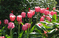 Pastel-tulips-by-Matt-Ducke.gif