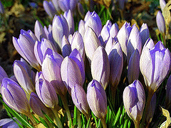 tight-cluster-of-crocus-by-Ineke-Heesterbeek.gif