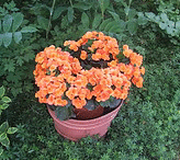 Tuberous-Begonia-by-Bill-Barber.gif
