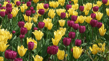 Hot-colored-tulips-by-Alisha-Rusher.gif
