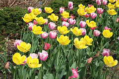 Fringed-Elegance-Tulip-by-Cliff.gif