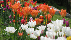 Tulips-in-color-drifts-by-Cristian-Bortes.gif