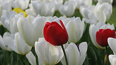Accent-red-tulip-by-Cristian-Bortes.gif