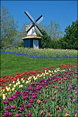 Tulip-farm-by-Tom-Gill.gif