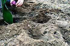 Digging-individual-holes.gif
