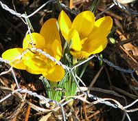 Crocus-coming-thru-the-chicken-wire-by-Larry.gif