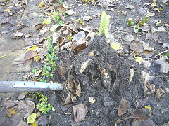 Digging-up-the-Dahlias_1.gif