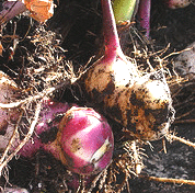 Calla-Lilly-Bulbs_1.gif