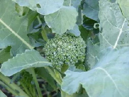 Broccoli by Midwest Gardening.jpg