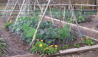 Vegetable-garden.jpg