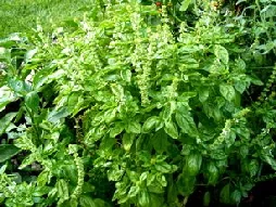 Basil by Midwest Gardening.jpg