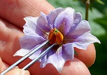 Controlled-Pollination-by-Rebsie-Fairholm.jpg