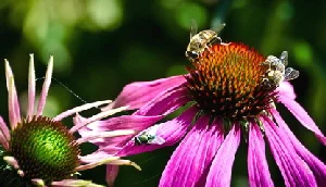 Open-pollinated-perennial-by-Neil-Moralee.jpg