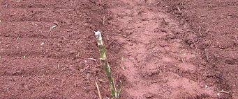 sowing-seeds-by-treesftf.jpg