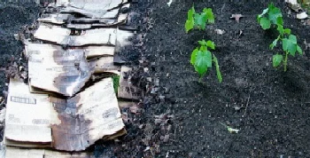 Layered-mulch-garden-by-Fire-on-the-Hill.jpg