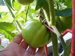 Indeterminate-Heirloom-Tomato by Midwest Gardening.jpg