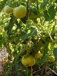 Heirloom-tomatoes by Midwest Gardening.jpg