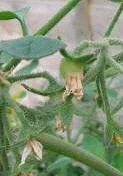 Blossom-drop by Midwest Gardening.jpg