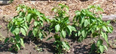 Pepper-Garden-by-Midwest Gardening.jpg