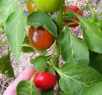 Mini-Red-Bell by Midwest Gardening.jpg