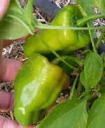 Cajun-Bell-by-Midwest Gardening.jpg