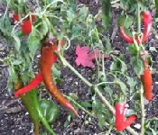 Cowhorn Pepper by Midwest Gardening.jpg
