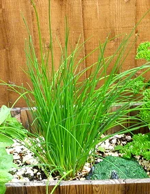 Chives-by-Kate.jpg