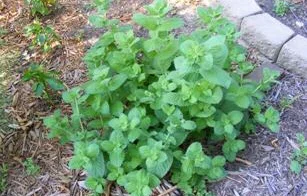 Mojito-mint by Midwest Gardening.jpg