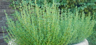 Thyme-by-Alice.jpg