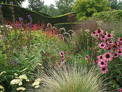 contrast-of-pruned-yew-hedge--grasses-and-perennials.gif