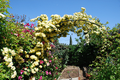 Rose-Arch-by-Jon-Wiley.gif