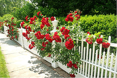 Decorative-Fence-by-Dave-Shafer.gif