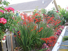 hot-garden.gif