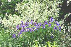 Blue-Iris--Silver-Dogwood.gif