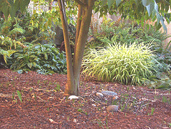 Hardy-Perennial-Ornamental-Grass-Hakone.gif