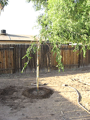 Planting-the-bones.gif
