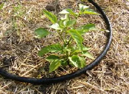 Soaker-Hose by Midwest Gardening.jpg