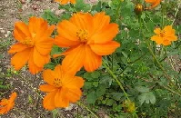 Cosmos-by-mamanat.jpg