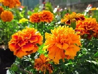 Marigolds-by-Meyer-sph.jpg