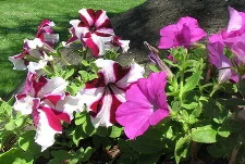 Petunias-by-lezum.jpg