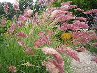 Pink-paintbrush-grass-Melinis-nerviglumis--Savannah-.jpg
